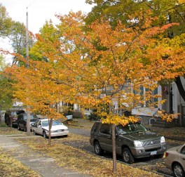 cherry trees in front of "12" Washington Ave., Schenectady - 26Oct09