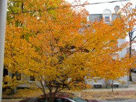 cherry tree seen from the front porch of 16 Washington Ave, Schenectady Stockade - 25Oct09