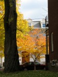 cherry tree in front of 16 Washington Ave., Schenectady, 25Oct09