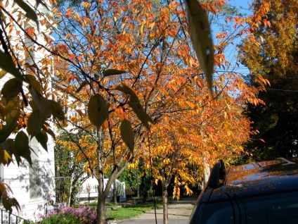 cherry trees in front of the Mary Hill House, Schenecady Stockade - 26Oct09