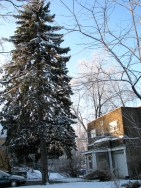 evergreen on lawn at 1 Cucumber Alley - Schenectady 06Dec09