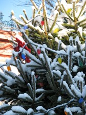 detail of Stockade Christmas Tree on the morning of the tree lighting -6Dec09
