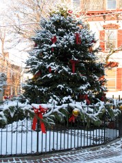 Stockade Christmas Tree seen early on the day of the tree lighting - 06Dec09