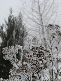 icy plants on a foggy Christmas afternoon at Miner's Farm in Duanesburg NY - 25Dec09
