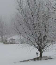 ice coating on tree near the Miner's Farm swimming pond - 25Dec09