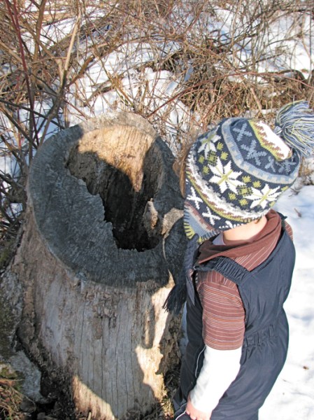 Devin inspects a hollow tree stump along the Woodlot Trail at Fi ve Rivers - 16Jan2010