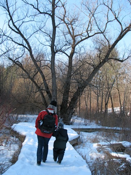 two Stockadians approach a special tree cluster on the Five Rivers Beaver Tree Trail - 16Jan10