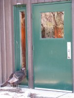 a wild turkey at the side door of the Five Rivers Visitor Center - 16Jan2010