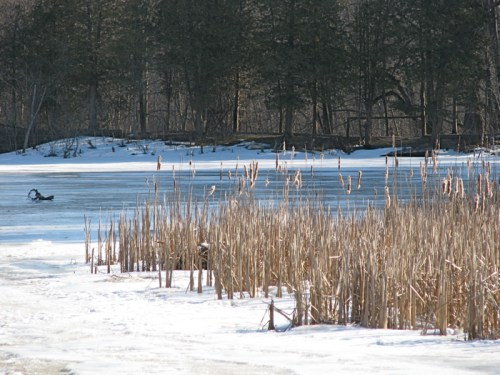 view across the Beaver Tree Trail pond at Five Rivers Center - 18Jan2010