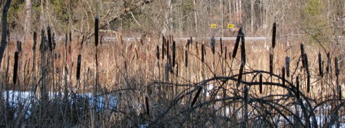 cattails seen along Beaver Tree Trail at Five Rivers Center NY - 16 Jan 2010