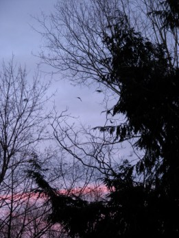 a few cross against the eastern sunset sky over the Schenectady Stockade - 8Feb2010