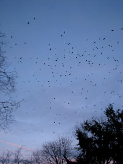 crows above trees at sunset in the Schenectady Stockade - 8Feb2010