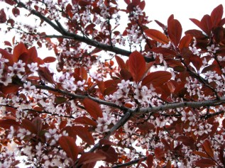 close-up detail of a blossoming apple tree on Front St. near No. Church St. in the Schenectady Stockade - 22April2010