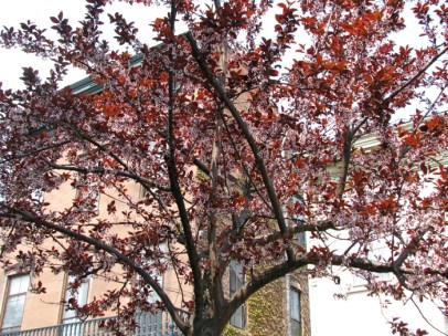 the Stockade's only brownstone is seen across Front St. from a blossoming crabapple tree near the corner of N. Church St. in the Schenectady Stockade - 22April2010