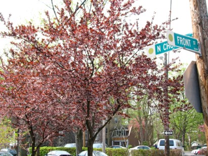 crabapple trees in bloom at the corner of No. Church and Front Streets in the Schenectady Stockade - 22April2010