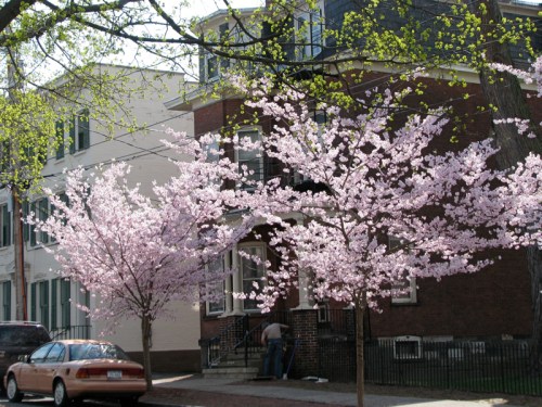 cherry blossom trees in front of 16 Washington Ave. at the corner of Cucumber Alley in the Schenectady Stockade - 8Apr2010