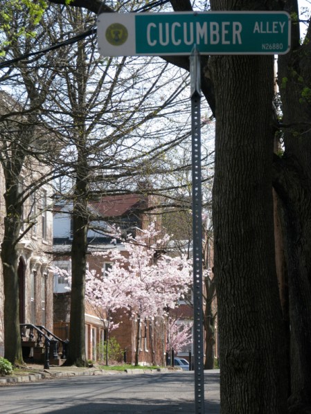 cherry blossom trees in front of 27 Washington Ave. viewed from Cucumber Alley in the Schenectady Stockade - 8Apr2010