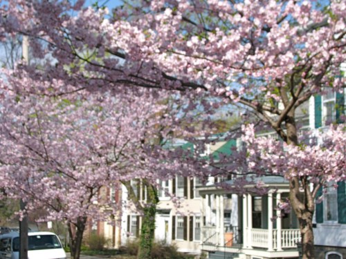 7 Washington Ave. in the Schenectdy Stockade seen through cherry blossoms across the street - 8Apr2010