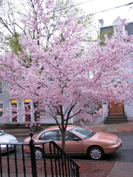 blossoming cherry tree in front of 16 Washington Ave. on a cloudy day - 9Apr2010