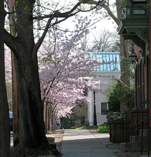 cherry blossoms on Washington Ave. looking south from Cucumber Alley - 8Apr2010