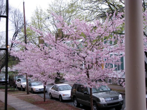 blossoming cherry trees on a cloudy morning along Washington Ave. in the Schenectady Stockade - 9Apr2010
