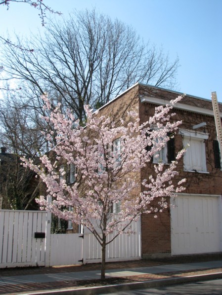 one of a pair of cherry blossom trees on No. Ferry St. near Union St. in the Schenectady Stockade - 8Apr2010