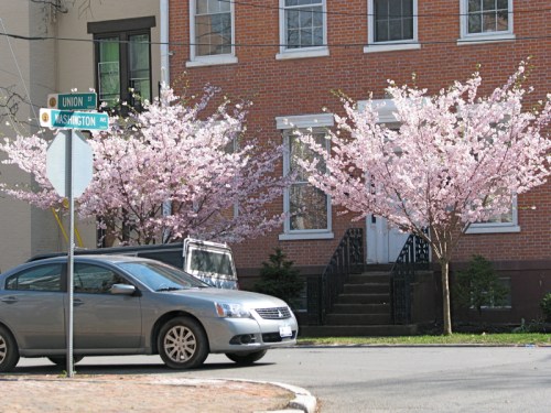 pair of cherry blossom trees in front of the former Boy Scouts headquarters on Union St. at Washington Ave. in the Schenectady Stockade - 8Apr2010