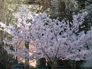 cherry blossoms on south side of Union St. in the Schenectady Stockade - 8Apr2010