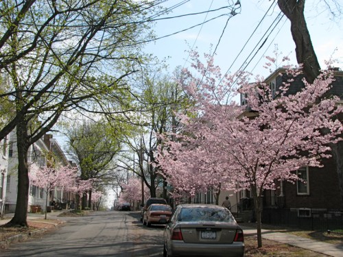 Schenectady's Washington Ave. cherry blossoms looking south from Cucumber Alley - 8Apr2010