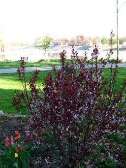 blooming crabapple tree at the western end of Schenectady's Riverside Park with the Mohawk River in the background - 24pril2010