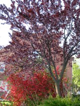 blooming crabapple tree at the western edge of Schenectady's Riverside Park across the trail from 1Washington Ave. - 24April2010