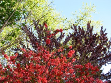 crabapple tree with other blossoming beauties at the western end of Schenecady's Riverside Park - 24April2010