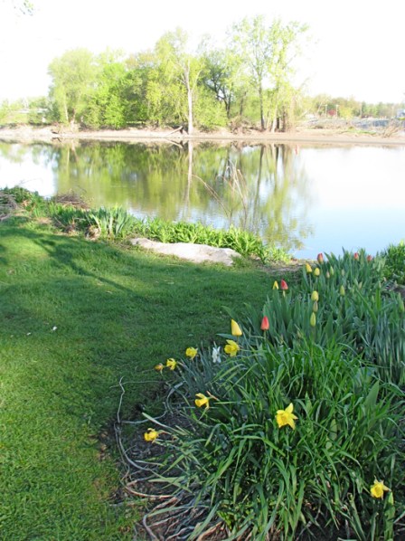 Isle of the Cayugas in 8 AM sunlight seen across the Mohawk from a flowerbed in Schenectady's Riverside Park - 24April2010