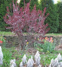 blooming crabapple tree with tulips and more near Governors Lane in the Schenectady Stockade - 24Apr2010