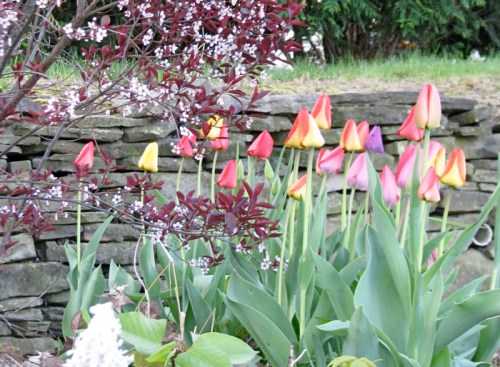 detail of tulip tableau with crabapple blossoms in Riverside Park - 24Apr2010