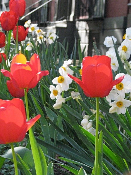 flowers in front of Goodrich House on Union St. inthe Schenectady Stockade - 23Apr2010