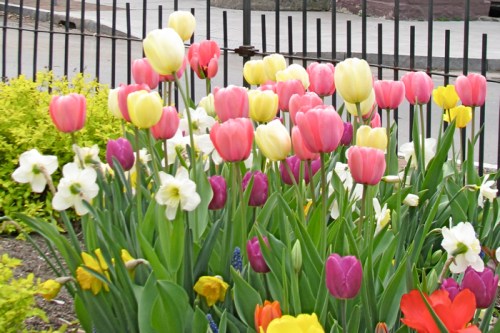 tulips on the western side the Lawrence Circle in the Scheenctady Stockade - 21Apr2010