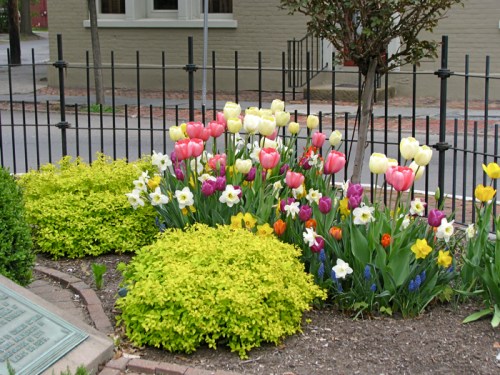 tulips and bushes on the eastern side of the Lawrence Circle in the Schenectady Stockade 21Apr2010