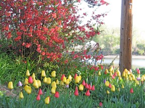 tulips line the western entrance to Schenectady's Riverside Park along the Mohawk in early morning light - 24April2010