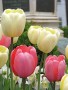 tulip close-up at the base of the Lawrence statue in the Schenectady Stockade - 21Apr2010