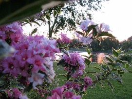 the sunsets behind a flowering bush in the yard of 16 Washington Avenue in the Schenectdy Stockade along the Mohaw - 24May2010