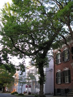 view looking north of a box elder tree in front of 19 Washington Ave. in the Schenectady Stockade - 27May2010