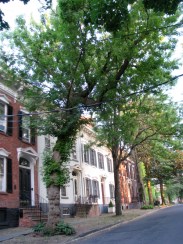 view looking south of a box elder tree in front of 19 Washington Ave. in the Schenectady Stockade - 27May2010