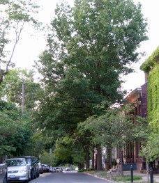 Washington Ave. between Union and Front St. in the Schenectady Stockade - 27May2010