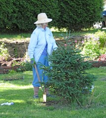 Lydia Eis took good care of a small evergreen in Riverside Park on Planting Day along the Mohawk in Schenectady NY - 15May2010