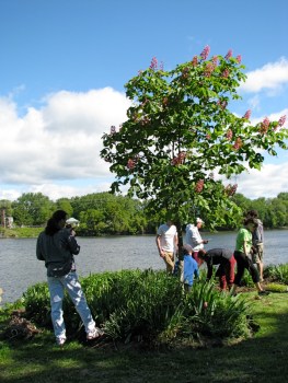 red horse-chestnut tree in flowerbed at west end of Riverside Park in Schenectady NY - 15May2010