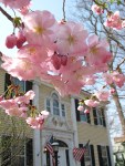 cherry blossoms & Schdy Co. Historical Society - 26Apr2011
