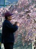 Prof. Yu Chang prepares to photograph a blooming cherry blossom tree on the grounds of Congregation Gates of Heaven - Schenectady NY - 30Apr2011