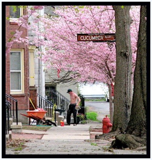 a scene near Cucumber Alley with cherry blossoms on Washington Ave. in the Schenectady NY Stockade - 27Apr2011