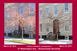 comparison of cherry blossoms in front of 27 Washington Ave. in the Schenectady NY Stockade on March 22 of 2012 and 2013